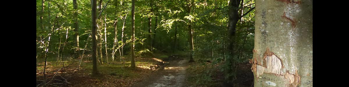 Rosenholm Skov